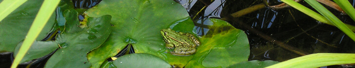 pelophylax_perezi_barros